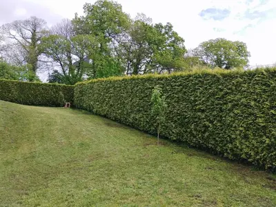 a hedge in a park with a grass field at Casa Sanmartín in Maside