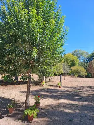 a tree in a park with flowers in pots at Areal in Beade