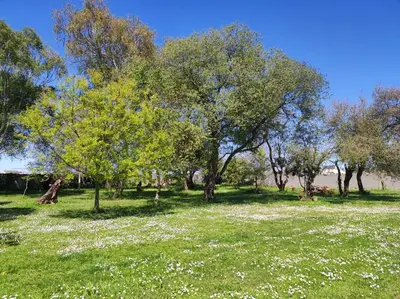 a field of green grass with trees and white flowers at Casa de campo en Ribadeo in Ribadeo