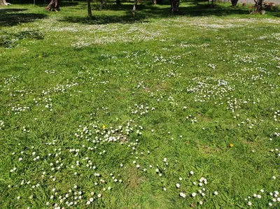 a field of white flowers in the grass at Casa de campo en Ribadeo in Ribadeo