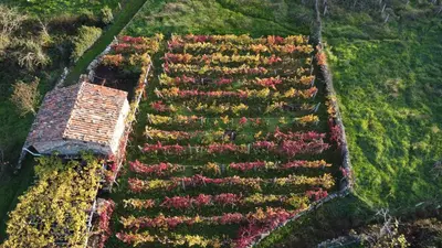 an aerial view of a garden with colorful plants at Casa turística Lirio in Chandreja