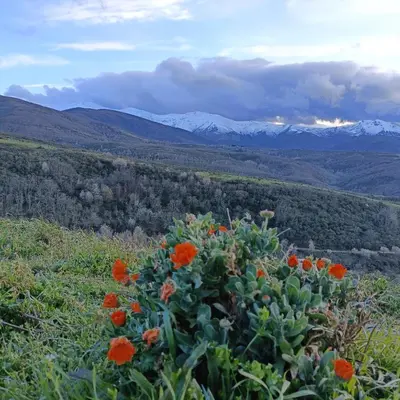a bush with orange flowers in a field with mountains at Casa del agua in Espinoso de Compludo