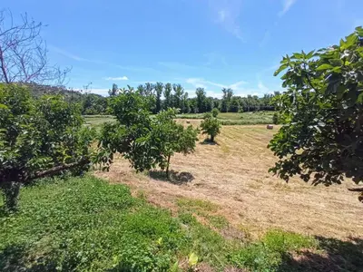 a field with trees in the middle of a field at O Val de Vilaboa in Bóveda
