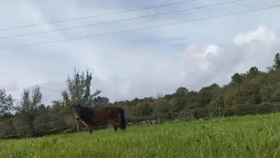 a brown horse standing in a field of grass at O Val de Vilaboa in Bóveda
