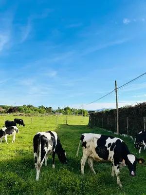 a group of cows grazing in a field of grass at Casa Cerdeira Ribeira Sacra in Monforte de Lemos