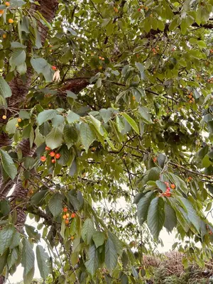 a tree with green leaves and red berries on it at Casa Cerdeira Ribeira Sacra in Monforte de Lemos