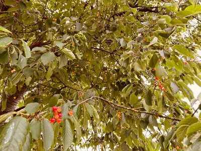 a tree with lots of leaves and red berries on it at Casa Cerdeira Ribeira Sacra in Monforte de Lemos