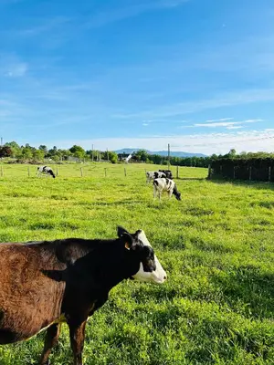 a group of cows grazing in a field of grass at Casa Cerdeira Ribeira Sacra in Monforte de Lemos