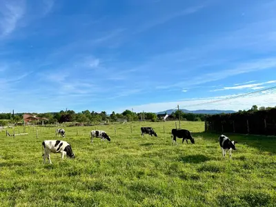 a herd of cows grazing in a field of grass at Casa Cerdeira Ribeira Sacra in Monforte de Lemos