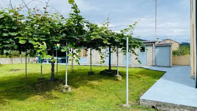 a row of trees in the grass in a yard at Carballeira house in Lago