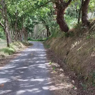 a road with trees on the side of a hill at Casa Da Praia in Lugo