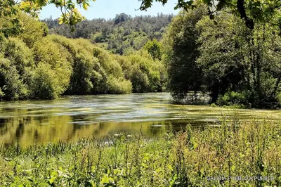 a river with trees in the background and water at Grenxo in Santiago de Compostela