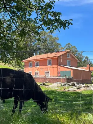 a cow grazing in a field in front of a house at Casa Germán in A Coruña