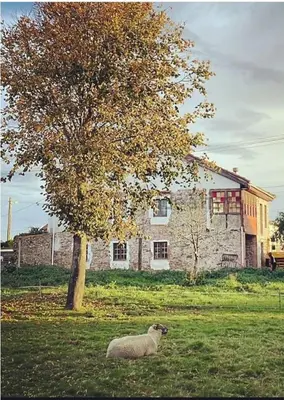 a sheep standing in a field next to a tree at Somiedoeco in Caunedo