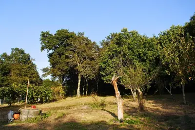 a tree in a field with trees in the background at Casa Ermitas - Relájate en plena naturaleza in A Estrada