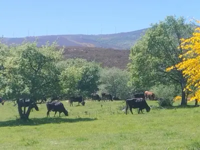 a herd of cows grazing in a field with trees at O Recuncho da Isa - Ribeira Sacra in Pereiro de Aguiar