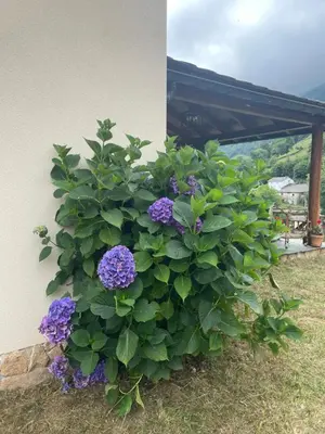 a plant with purple flowers next to a building at Los Diales in Cangas del Narcea