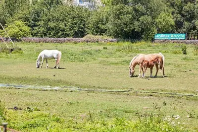 two horses grazing in a field of grass at Casa Condomiña in Amés