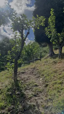 two trees and a bench on a hill at Casa Pataco in Cangas del Narcea