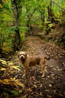 a brown dog standing on a path in the woods at CASA BORAL- Comfort exclusivo en plena naturaleza - Valle del Silencio in Manzanedo de Valdueza