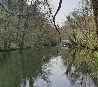 a body of water with a tree in the middle at Estudios rúa Maior, 49-2A in Sarria