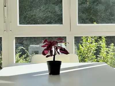 a potted plant sitting on a table in front of a window at Front Beach I in Sada
