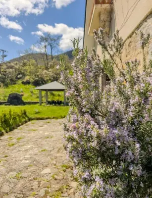 a bush with purple flowers next to a building at Casa Rural LOS MILLARES in Ribadelago