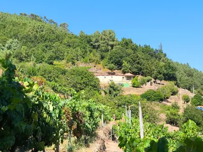 a vineyard with a house on a hill at Xiravai-Ribeira Sacra in Peares
