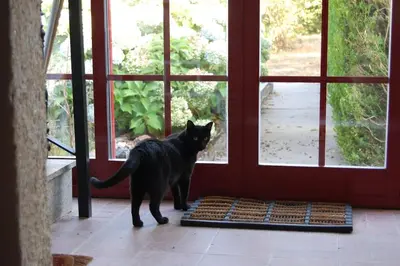 a black cat standing in front of a door at A Casa do Buxo in Casardeita