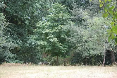 a tree in the middle of a field at A Casa do Buxo in Casardeita