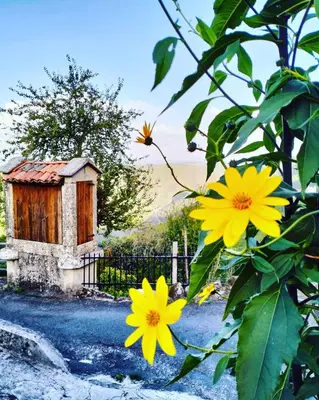 a bush with yellow flowers in front of a fence at A Calma in Paradela
