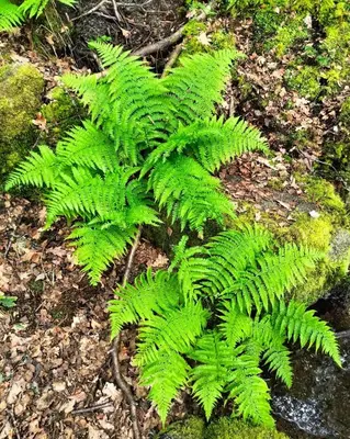 a green plant is growing on the ground at A Calma in Paradela