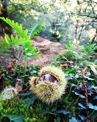 a durian sitting on the ground in a forest at A Calma in Paradela