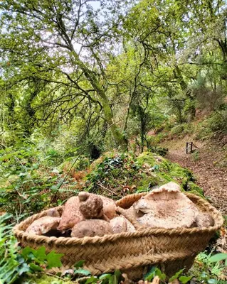a basket with a teddy bear sitting on a trail at A Calma in Paradela