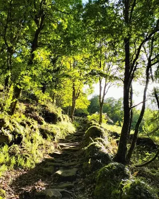 a path in a forest with trees and grass at A Calma in Paradela