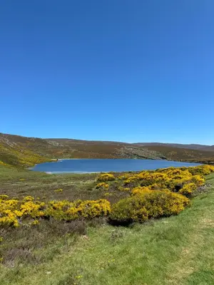 a field of flowers with a lake in the background at Apartamentos Sanabria in Galende