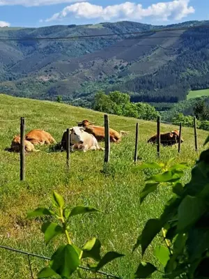 a group of cows laying in a field behind a fence at Pazo Casa Solariega de Cervantes in San Román