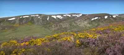 a field of flowers in front of a snow covered mountain at La Posada de Pedrazales in Pedrazales