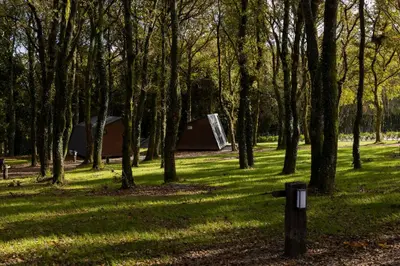 a group of trees and a tent in a park at EcoCamp San Román by SuitesNature in Lugo