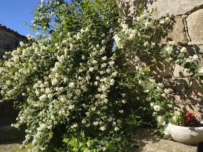 a bush of white flowers on a stone wall at Casa Roan y Casa Grande in Lodoso