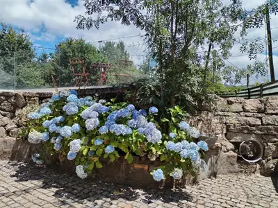 a bunch of blue flowers in a stone wall at A Casa do outeiro in Ponteareas
