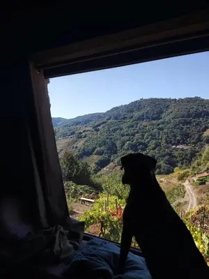 a dog looking out of a window at a view at cabaña do rei in Betán