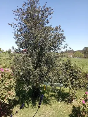 a view of a garden with trees and grass at Vilariño in Ordes