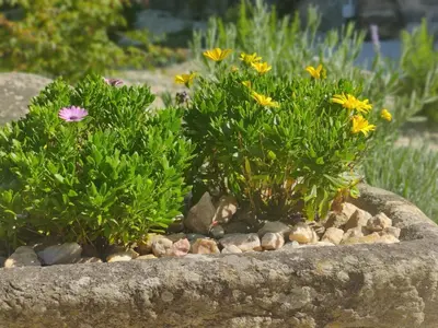 two plants in a stone bowl with rocks and flowers at Casa da Ramona in Ribadavia