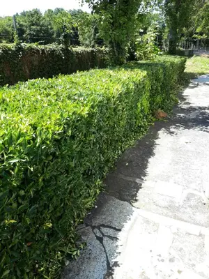 a hedge of green plants next to a sidewalk at Vila Montecelos in Antas de Ulla