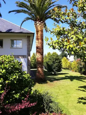 a palm tree in a yard next to a house at Gran chalet con jardín, piscina y BBQ in Sada