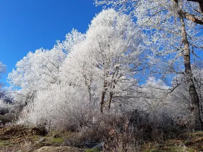 a group of trees covered in white ice at Estrella del alba in Villarino de Sanabria