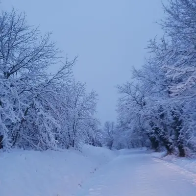 a snow covered road with trees on it at Pensión Palomos in San Xoán de Río