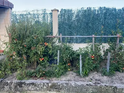 a garden with tomato plants and a fence at Casa do alpendre in Ourense