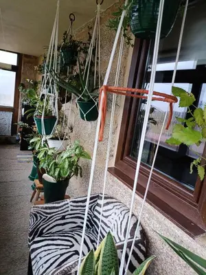 a group of potted plants hanging from a wall at O Campo DaFolla in Caroy